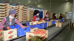 Antalya Toptancı Hali'nden ürünler günlük yola çıkıyor