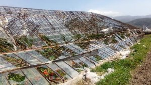 Antalya'da şiddetli rüzgarda 400 dönüm sera zarar gördü