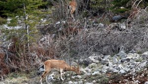 Araç yoğunluğu azaldı, dağ keçileri yol kenarına indi