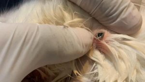 Avustralyalı çiftin sahiplendikleri kedi, havalı silahla vuruldu