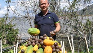 Bağışıklık sistemini güçlendiren tropikal meyveler