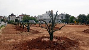 Bir portakal bahçesi de Mehmet Akif'e