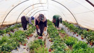 Çilek üreticisi de koronavirüs nedeniyle dertli