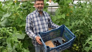 Civcivleri serasında besliyor