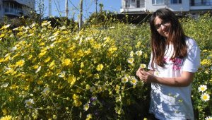 Demre'de doğa rengarenk oldu