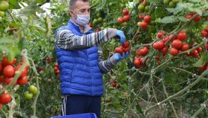 Demreli çiftçi üretmeye devam ediyor