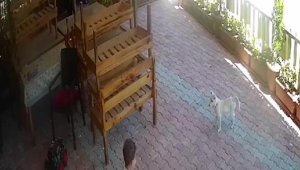 Ekip aracını görüp kaçan minik Bayram'a jandarmadan sürpriz kutlama