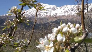 Elma ağaçları çiçek açtı