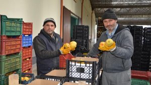 Elma, margarit ve karyağdıda hareket başladı