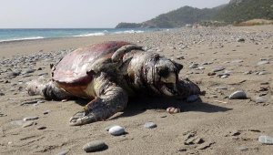 Gazipaşa'da caretta caretta ölüsü, sahile vurdu