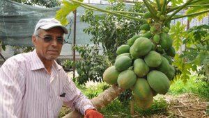Geçimini papayadan sağlıyor
