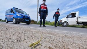 Jandarma, bukalemun geçene kadar trafiği durdurdu