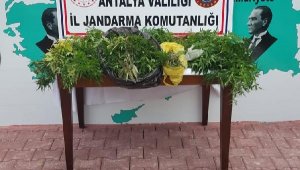 Jandarmadan uyuşturucu operasyonu