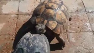 Kaplumbağa, işçilerin maskotu oldu