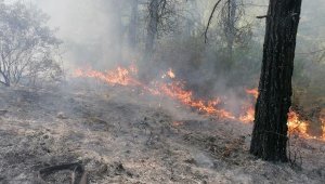 Kaş'ta orman yangını