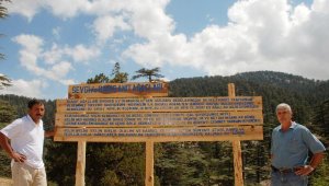 Kaş'taki sedirler, 'Dostluk Sevgi Barış Anıt Ağaçları' olsun önerisi