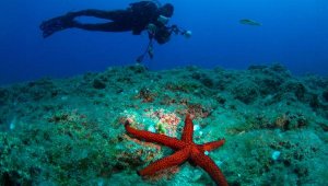 Kemer Sualtı Günleri online yapılacak