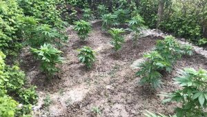 Komşu seranın arazisine kenevir dikmiş