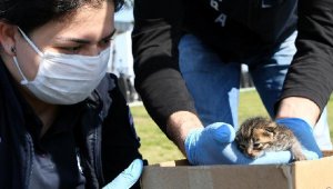 Konyaaltı Belediyesi, yavru kediye sahip çıktı