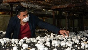 Korkuteli'nde mantar üretimi, aralıksız sürüyor