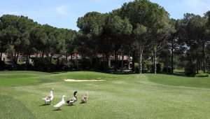 Koronavirüs nedeniyle boşalan golf sahalarında ördekler yürüyor