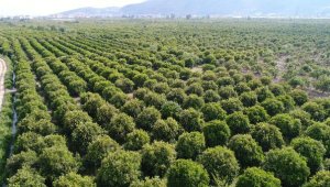 Koronavirüs, portakalı dalında sattırdı