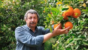 Koronavirüs, portakalı dalında sattırdı