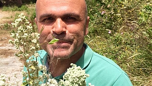 KORUYUCU KALKAN CİSTUS