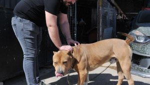 Merak ettiği iş yerindeki köpeğini, polisin telefonundan gördü