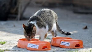 Muratpaşa 106 noktaya mama bırakıyor