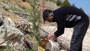 Saklıkent yemyeşil olacak