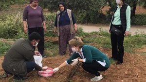 Serik'te Gevaş fasülyesi deneme ekimi