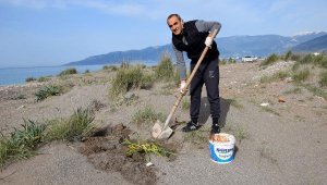 Sınıf öğretmeni koruma altındaki kum zambaklarının fidesini yetiştirip, toprakla buluşturuyor