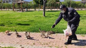 Sokak hayvanlarına yiyecek bırakıldı