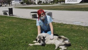 Sokak hayvanlarına yiyecek ve su bırakıldı