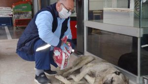 Sokak köpekleri unutulmadı
