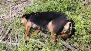 Tavuk etiyle zehirlenen 3 köpek öldü