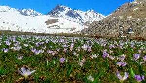 Toroslarda rengarenk bahar