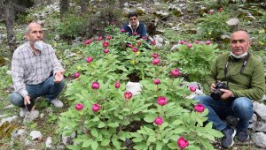 Torosların sembol çiçeği şakayığa zararın cezası 61 bin 800 TL