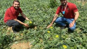 Turfanda karpuz kilosu 5 liradan satıldı