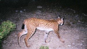 Türkiye'de en uzun süreyle takip edilen vaşak, 2 yıldır izlenemedi