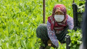 Türkiye'nin sebze ve meyve üssü Antalya'da üretim aralıksız sürdü