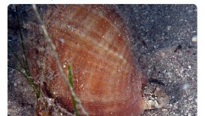 Vali Karaloğlu'ndan esprili 'EvdeKalAntalya' paylaşımı