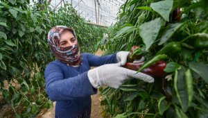 Yasak dışındaki çiftçi üretmeye devam etti
