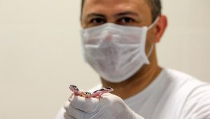 Yavrular, karantinada büyüyor