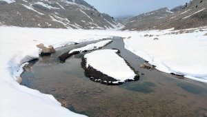 Yaylada doyumsuz kar manzarası, kuruyan palmiye tepesinde çiçek