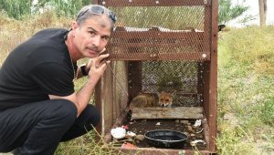 150 tavuğunu telef eden tilkiyi, özel düzenekle yakaladı