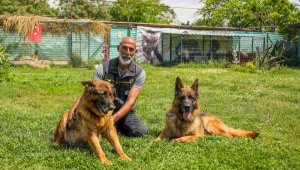 'Köpekler, koronavirüslü hastayı tespit için eğitilebilir'