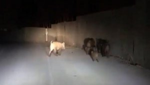 Aç kalan domuzlar, Antalya'ya indi