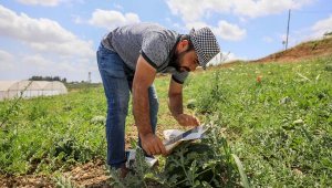 Açık alandaki karpuza 'gazeteli' koruma